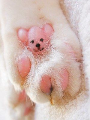 犬の肉球.jpg