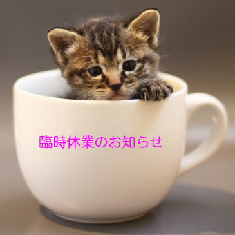 猫.jpg